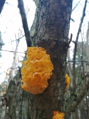 Tremella