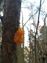 Tremella