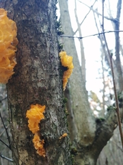 Tremella