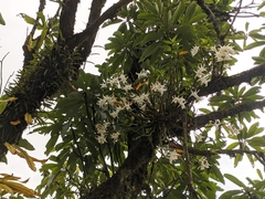 Dendrobium longicornu