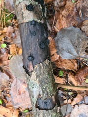 Biscogniauxia repanda