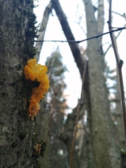 Tremella