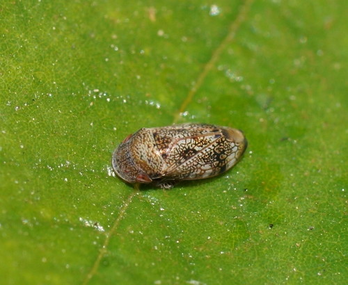 Neovulturnus vaedulcis observed 2018-08-22