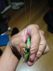 Pseudorhynchus mimeticus