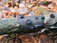 Biscogniauxia repanda