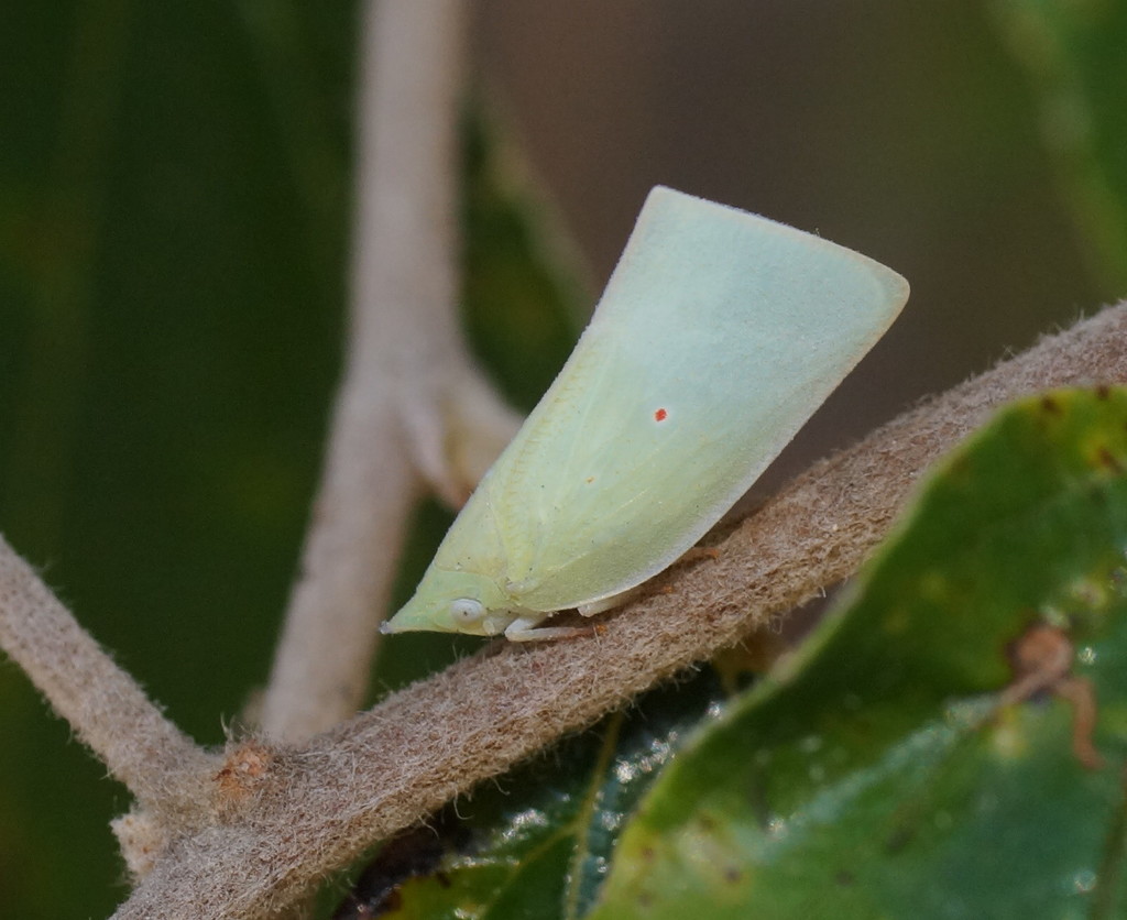 Mango Planthopper