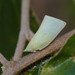 Mango Planthopper - Photo (c) Reiner Richter, some rights reserved (CC BY-NC-SA), uploaded by Reiner Richter