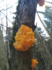 Tremella