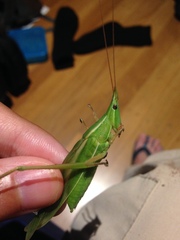 Pseudorhynchus mimeticus