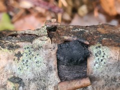 Biscogniauxia repanda