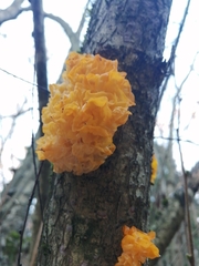 Tremella