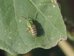 Agapostemon