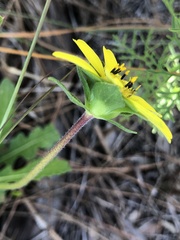 Berlandiera subacaulis