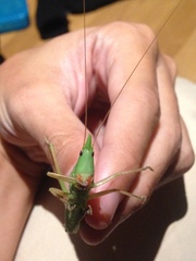 Pseudorhynchus mimeticus