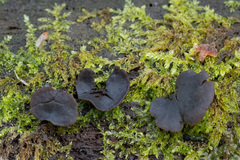 Chlorencoelia versiformis