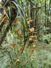 Cymbidium erythraeum