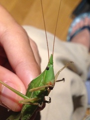 Pseudorhynchus mimeticus