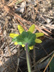 Berlandiera subacaulis
