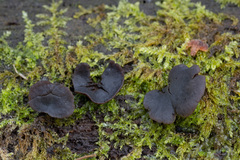 Chlorencoelia versiformis