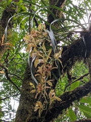 Cymbidium erythraeum