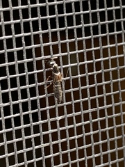 Xantholinus