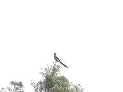 Dendrocitta formosae