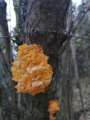 Tremella
