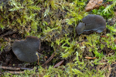 Chlorencoelia versiformis