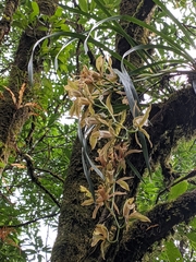 Cymbidium erythraeum