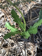 Berlandiera subacaulis