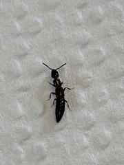 Xantholinus