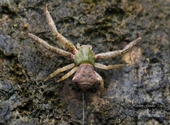Pistius