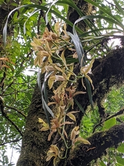 Cymbidium erythraeum