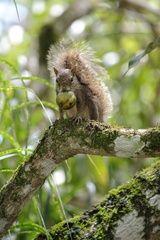 Sciurus aestuans