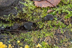 Chlorencoelia versiformis