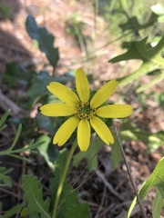 Berlandiera subacaulis