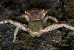 Pistius