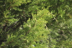 Juniperus ashei