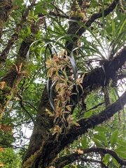 Cymbidium erythraeum