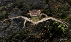 Pistius
