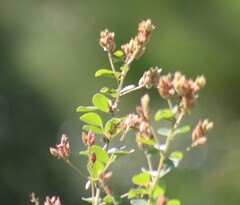 Lespedeza hirta