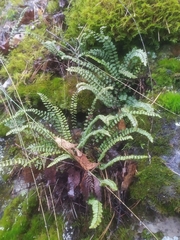 Asplenium trichomanes quadrivalens
