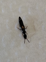 Xantholinus