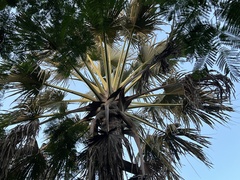 Corypha umbraculifera