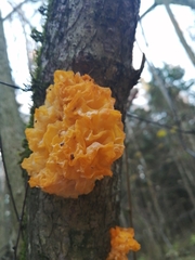 Tremella