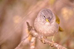 Embernagra longicauda