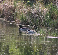 Anas platyrhynchos platyrhynchos