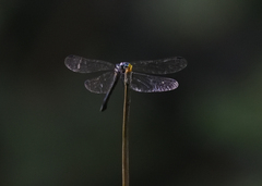Hylaeothemis apicalis