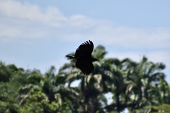 Buteogallus urubitinga