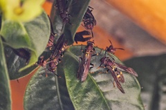 Polistes versicolor